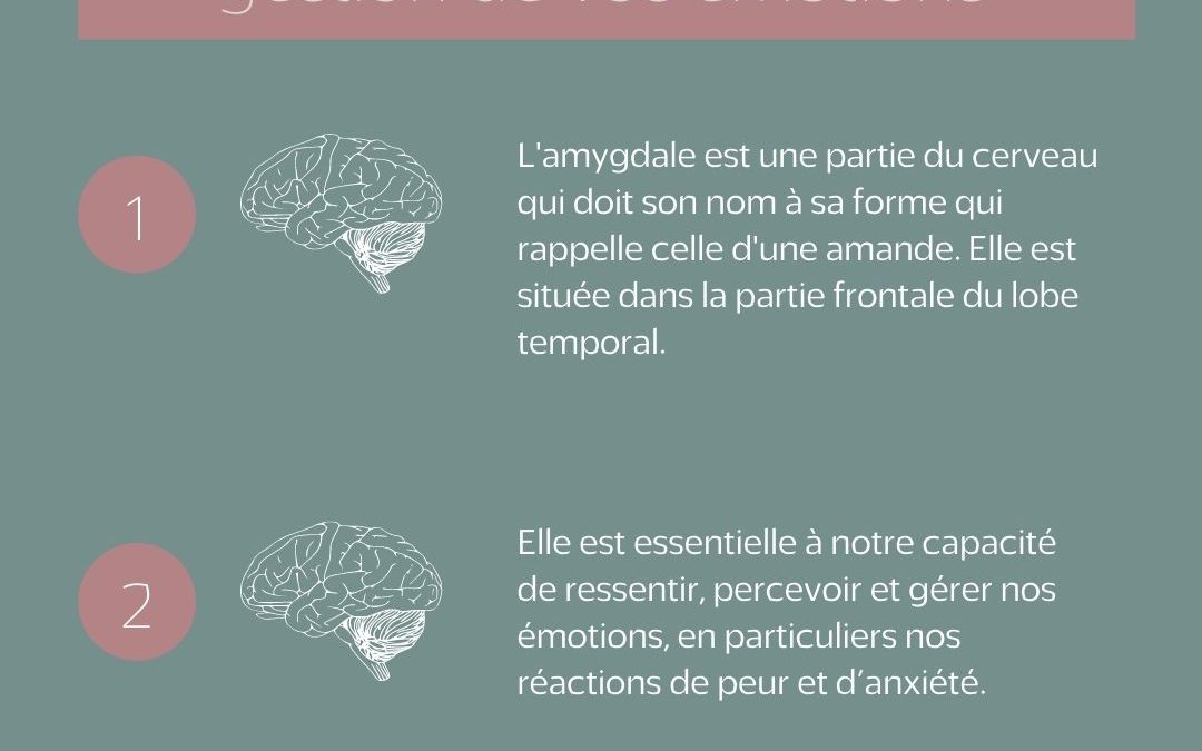 Le rôle de l’amygdale dans la gestion de nos émotions
